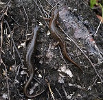 сибирский углозуб2 Колбин